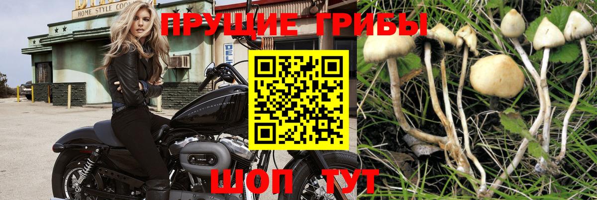 Псилоцибиновые грибы прущие грибы Реутов